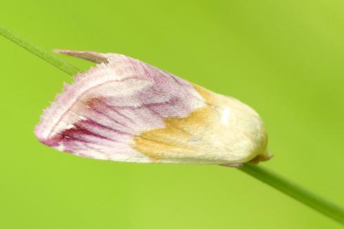 Eublemma purpurina